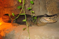 aligator1