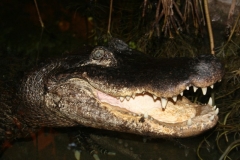 aligator2