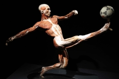 One of the specimens in "Body Worlds 2" is seen at the Museum of Science in Boston in 2006. (Michael Dwyer/Associated Press)