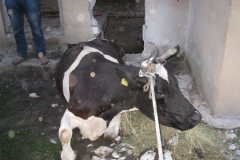 krowa 4