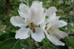 pszczola3