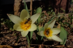 pszczoly1