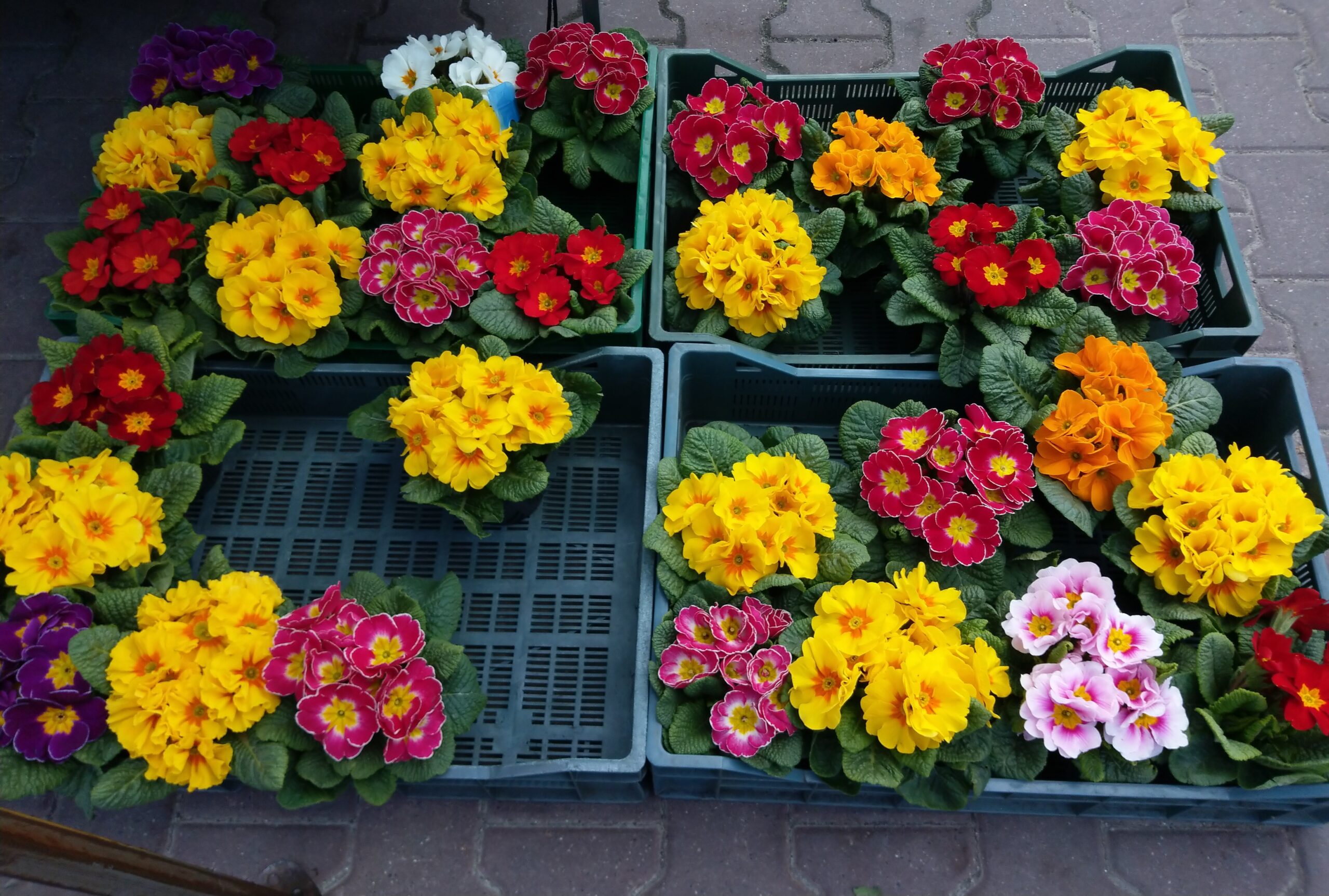 Czas ubarwić balkon lub ogródek (galeria zdjęć)