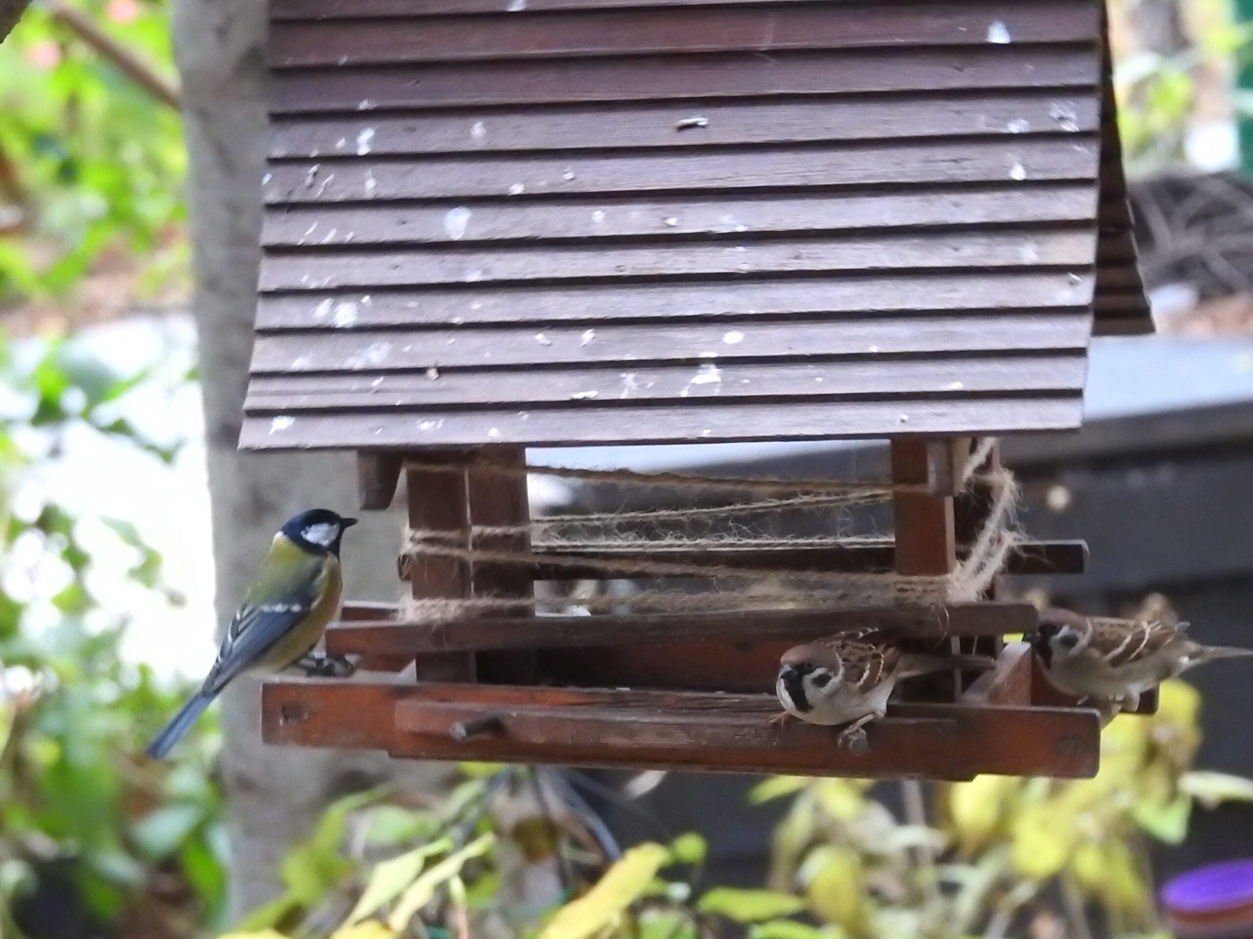 Pomóżmy ptakom przetrwać zimę. Zróbmy to mądrze