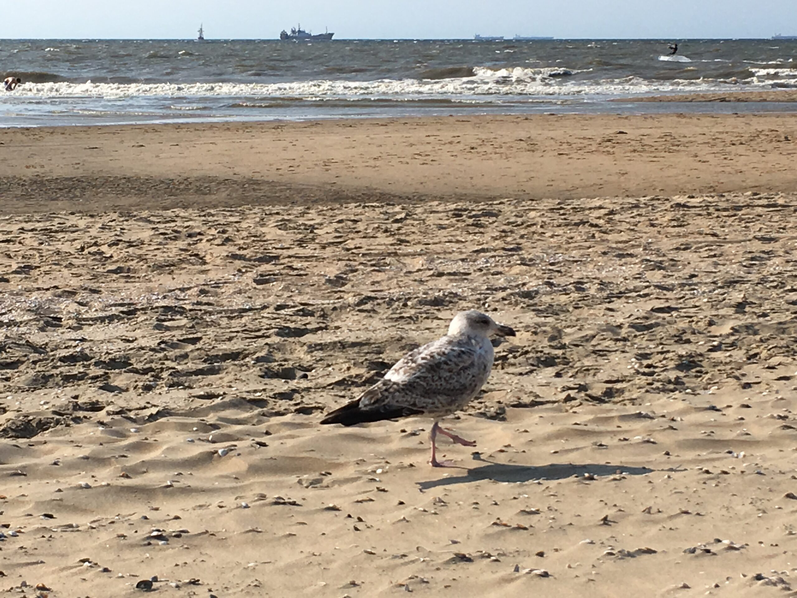 Nietypowe ptasie wyzwanie na cały nowy rok