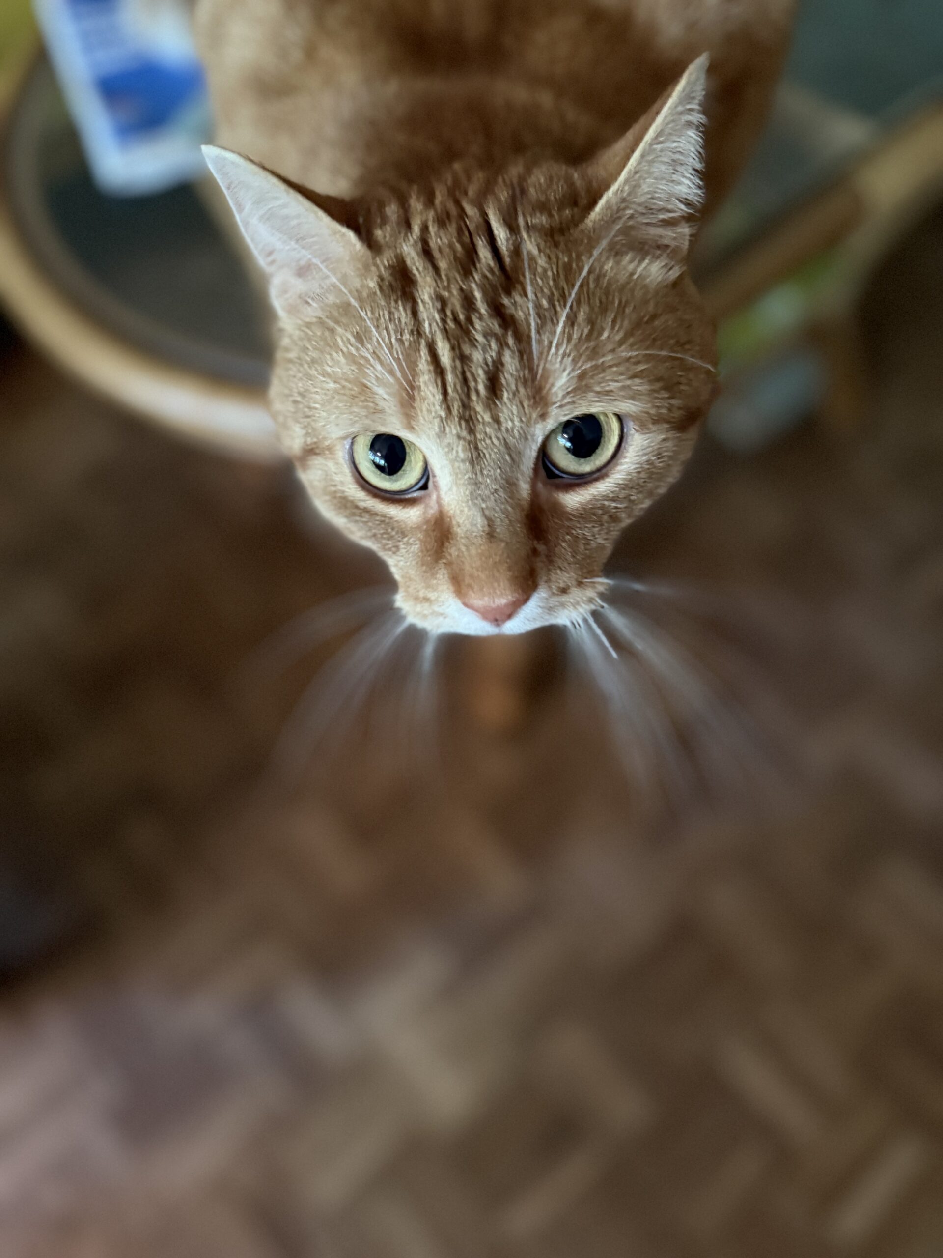 Adoptuj czworonoga i zmień jego świat na lepszy